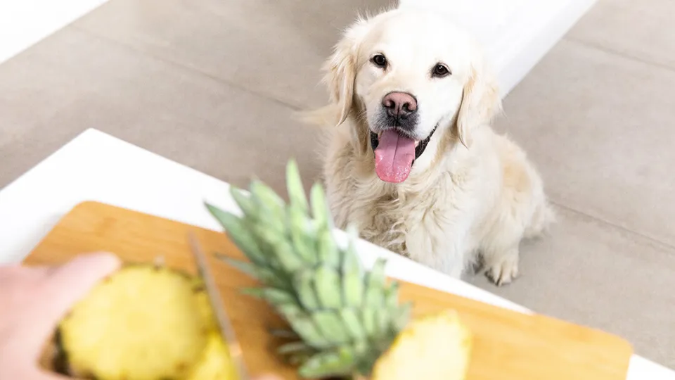 Can Dogs Eat Pineapple? Read Before You Feed | Purina