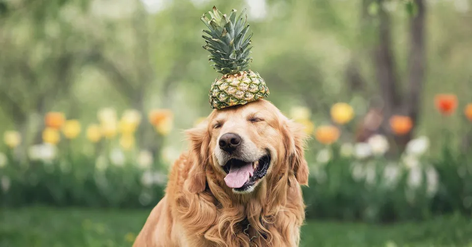 Is Pineapple Good for Dogs? All U Want to Know